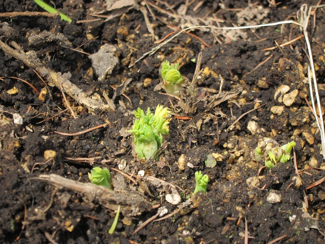 芽吹き_d0133485_1117272.jpg