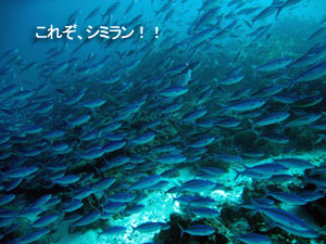 久々のシミランは?_f0144385_2142587.jpg