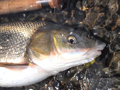 キャスレのつもりがマルタ釣り Spey Bum キャスレのつもりがマルタ釣り Spey Bum