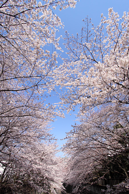 桜色の夢2011　　　- Blue Skies -_b0067789_0342515.jpg