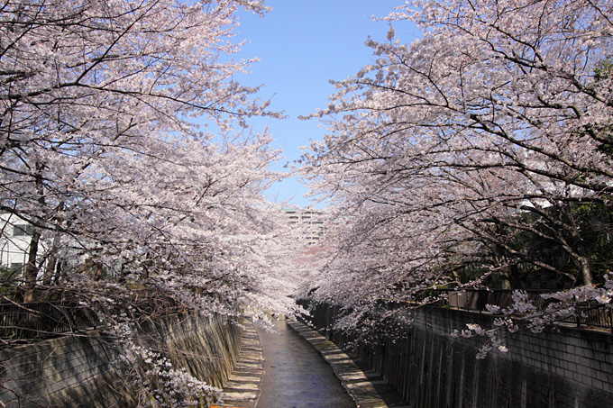 桜色の夢2011　　　- Blue Skies -_b0067789_0381139.jpg