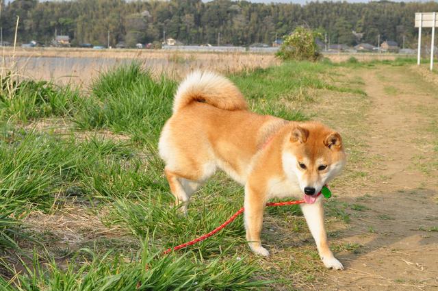 どん引きかぼちゃん、シリーズ化か?_a0126590_23175598.jpg