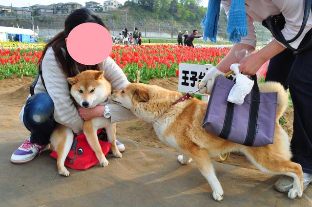 どん引きかぼちゃん、シリーズ化か?_a0126590_23525767.jpg