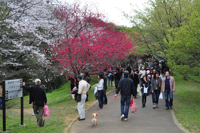 楽しい楽しいお花見でした!_a0126590_4385973.jpg