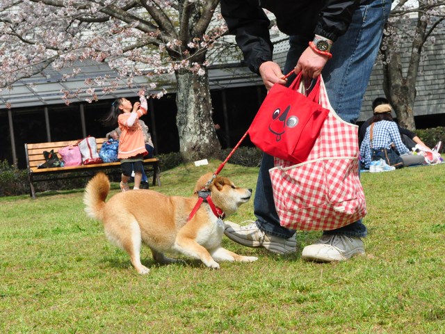 楽しい楽しいお花見でした!_a0126590_440262.jpg