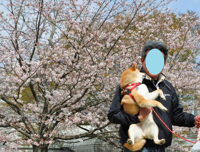 楽しい楽しいお花見でした!_a0126590_4403495.jpg
