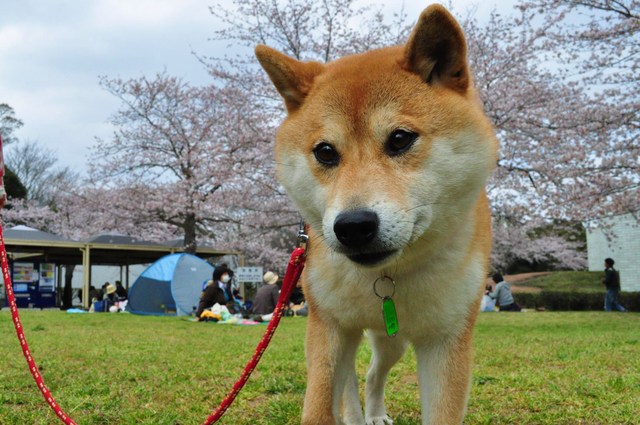 楽しい楽しいお花見でした!_a0126590_4443021.jpg