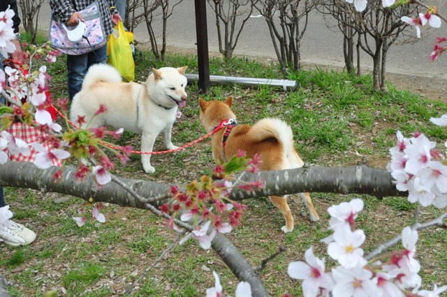 楽しい楽しいお花見でした!_a0126590_544451.jpg