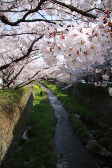 SAKURA_a0097891_21282224.jpg