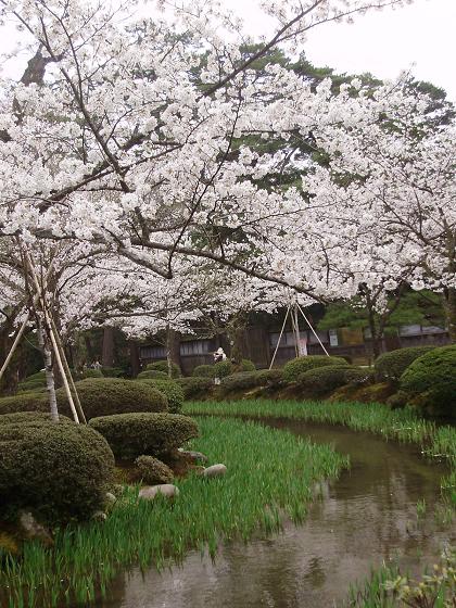 今年も３人で桜を愛でる_e0014991_18243988.jpg