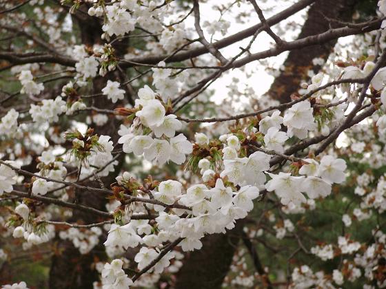 今年も３人で桜を愛でる_e0014991_18251838.jpg