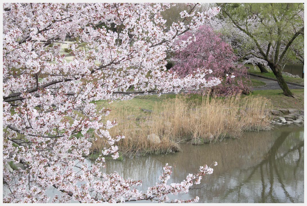 柳ヶ瀬公園の桜　その1_e0207391_1952844.jpg
