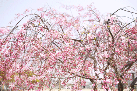 a0150193_1531310.gif