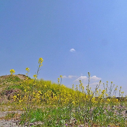 e0176993_13385587.jpg