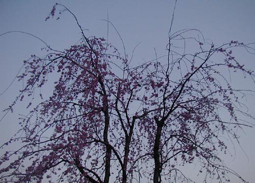 ●今年の桜、その2_d0053294_1301139.jpg