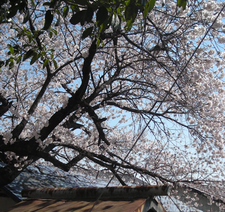 風_d0000995_19263181.jpg