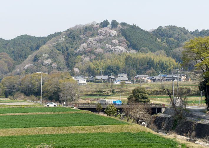 これから始まる新芽の季節_b0145296_7202787.jpg