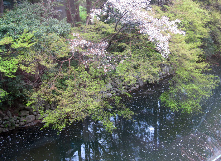 これから始まる新芽の季節_b0145296_7204782.jpg