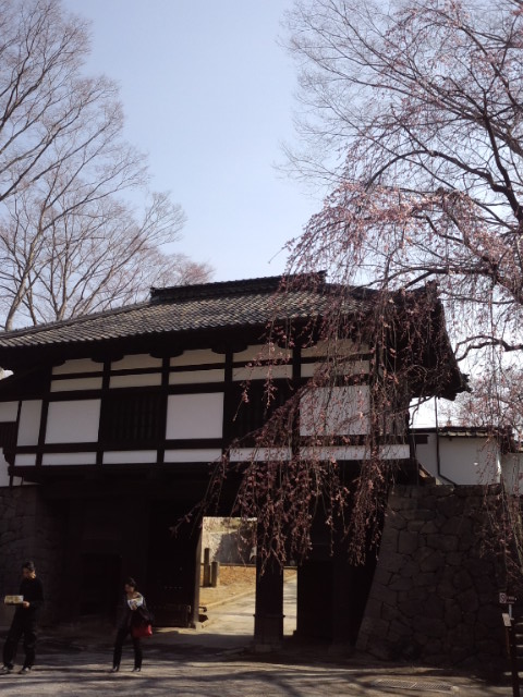 小諸懐古園の桜祭り_e0120896_17454950.jpg