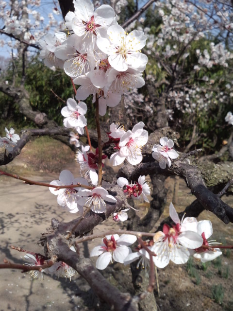 小諸懐古園の桜祭り_e0120896_1805315.jpg