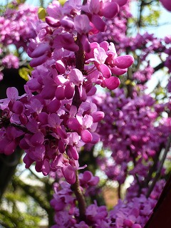 日本の色、蘇芳色の花_e0195300_15533641.jpg