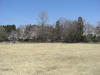 桜が咲き始めました。_d0027501_12175799.jpg