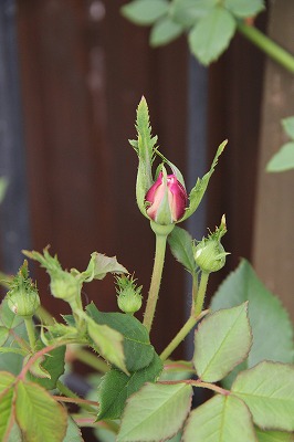 a0123003_9122739.jpg