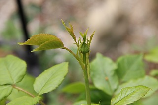 バラの蕾　と　ガボタの寄せ植え_a0123003_9174237.jpg