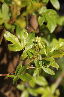 バラの蕾　と　ガボタの寄せ植え_a0123003_9413939.jpg