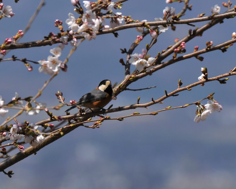 梅と桜に来た蝶たち_e0103903_1962927.jpg