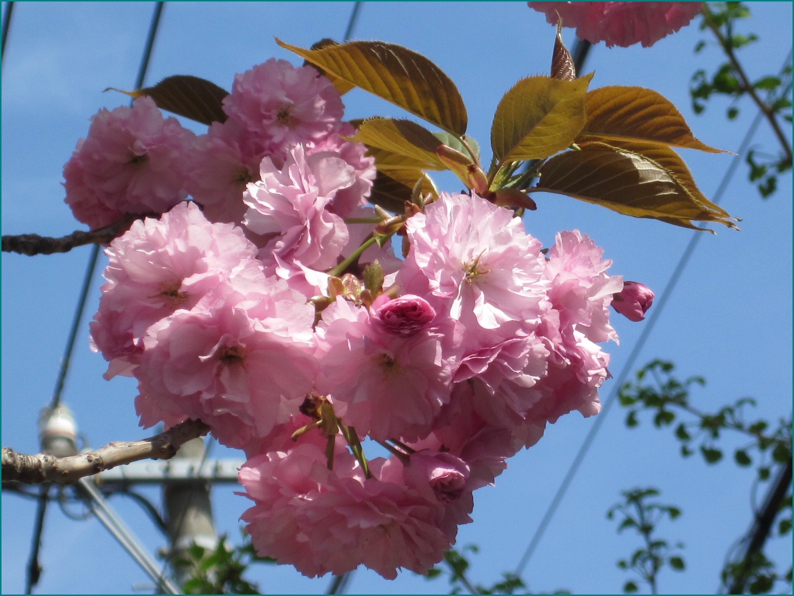 桜の季節は別れの季節_c0125105_19195376.jpg