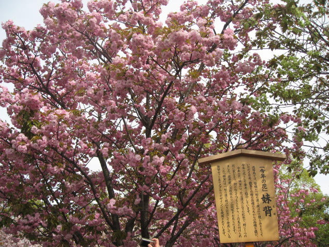a0100706_21574771.jpg