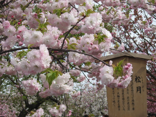 a0100706_21595733.jpg