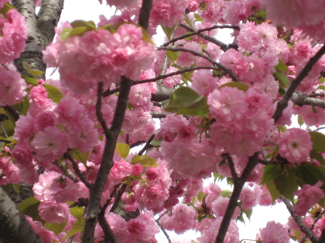 a0100706_2214691.jpg
