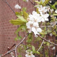 春の花_f0192006_720528.jpg