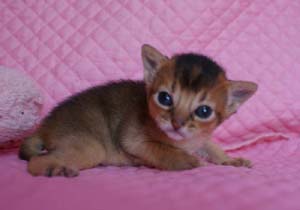 アビシニアン ルディ レッド 生後2週目子猫ちゃん キャラメル_e0033609_16215614.jpg