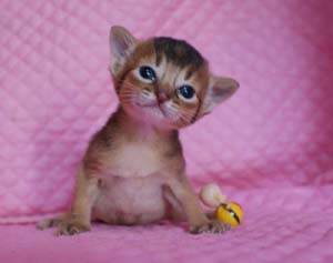 アビシニアン ルディ レッド 生後2週目子猫ちゃん キャラメル_e0033609_16224399.jpg