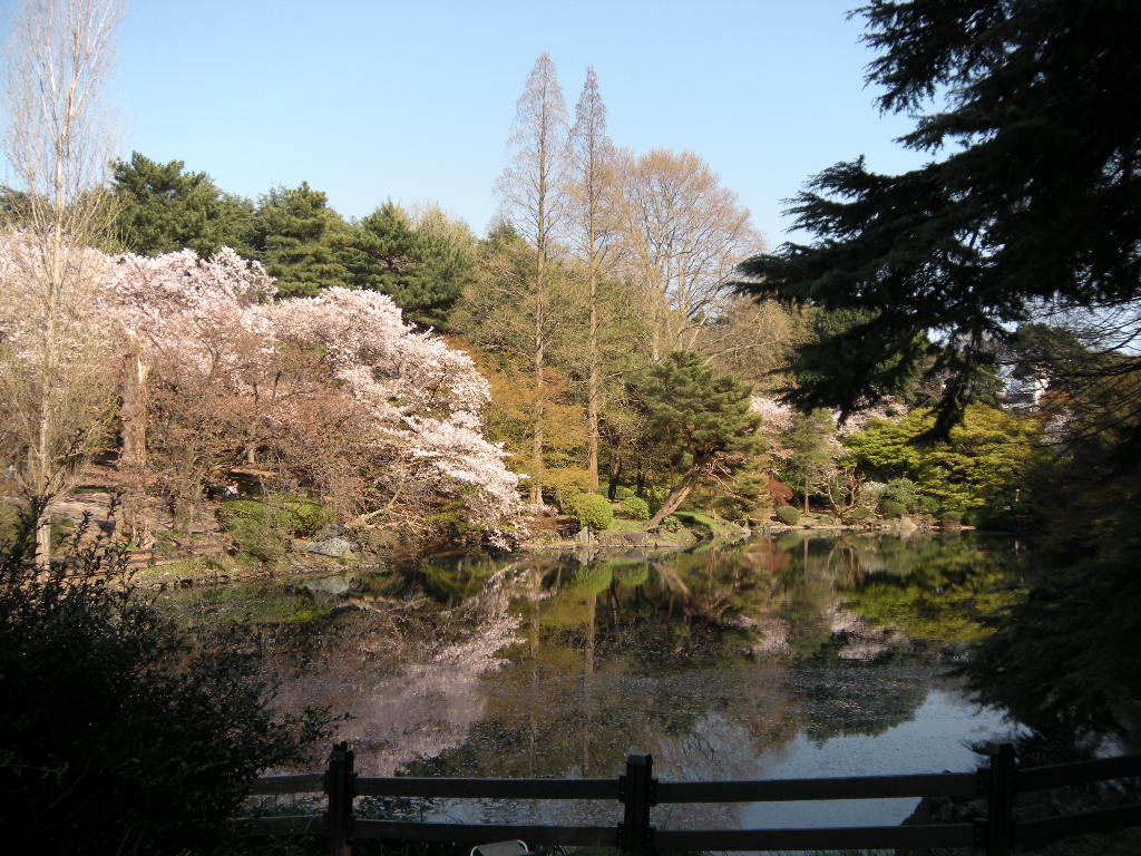 お花見♪　　　　　…竹内_c0201411_1225570.jpg