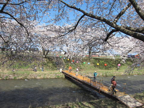 舟川（朝日町）の桜・２０１５０４０８_a0026413_20211625.jpg