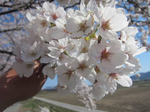 舟川（朝日町）の桜・２０１５０４０８_a0026413_20221984.jpg