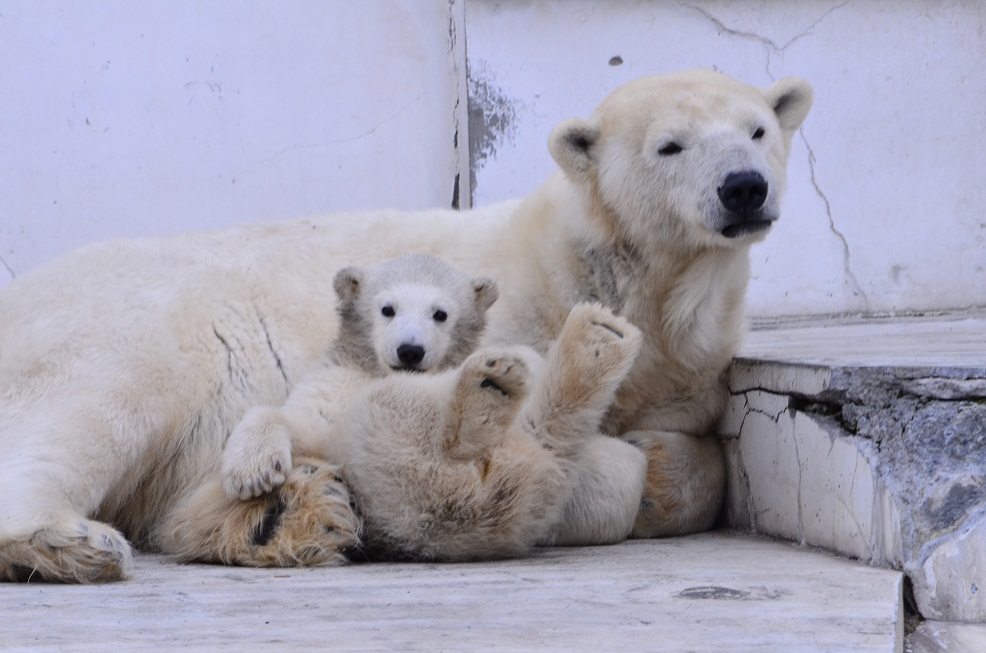 寒風の吹きすさぶ円山動物園_a0151913_17571744.jpg