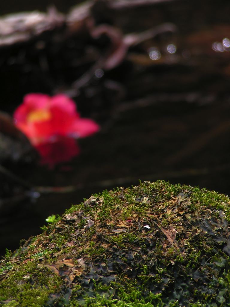 c0001613_18532297.jpg