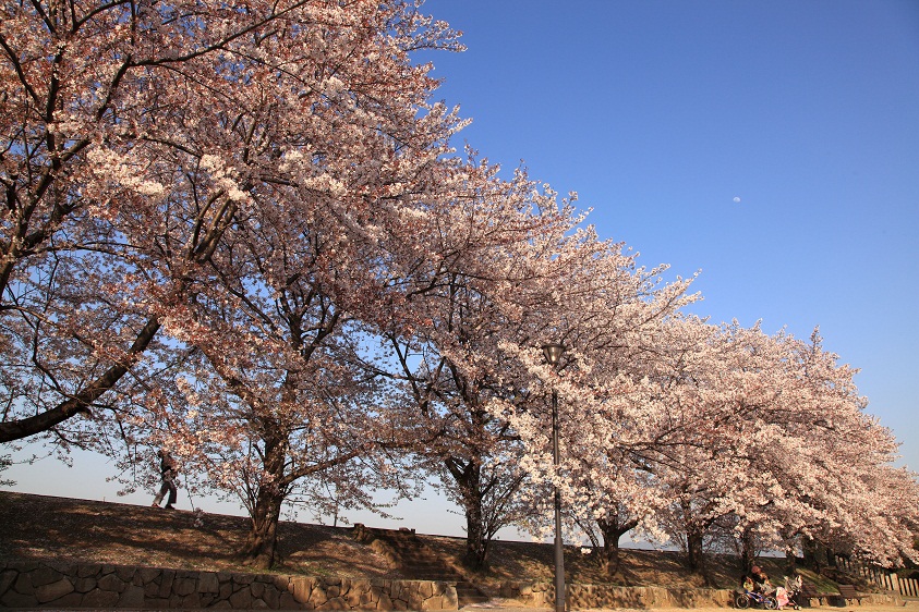 シリーズ奈良の桜-地元編_d0207413_847840.jpg