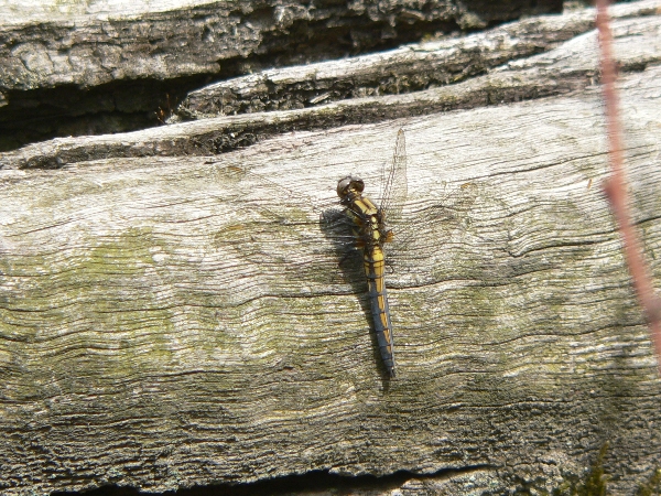 e0002314_20434051.jpg