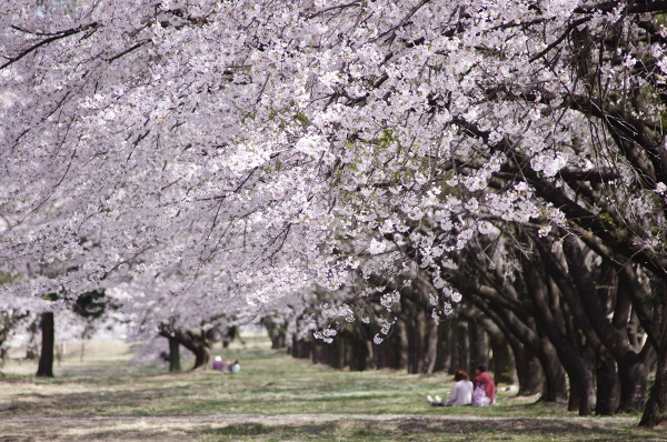 ’11春　桜の季節　　～上州の桜～_c0055515_23363127.jpg