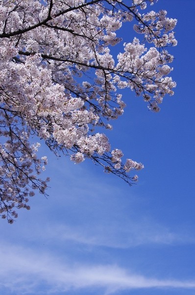 ’11春　桜の季節　　～上州の桜～_c0055515_23405131.jpg