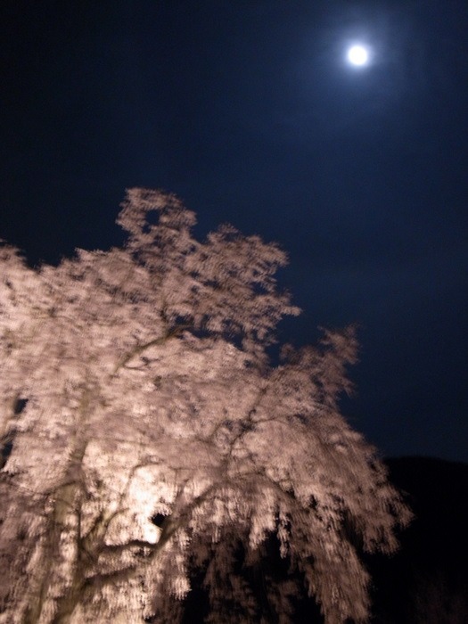 夜桜　湯の山しだれ桜_c0116915_018478.jpg