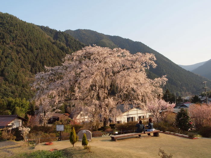 湯の山のしだれ桜＆染井吉野＆桃の花　夕方_c0116915_041660.jpg