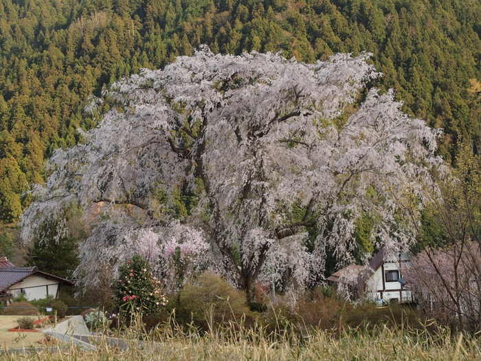 湯の山のしだれ桜＆染井吉野＆桃の花　夕方_c0116915_05896.jpg