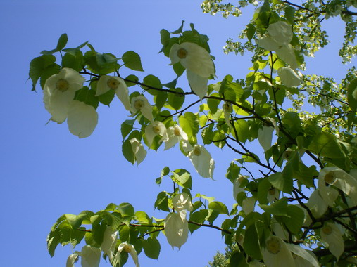 c0124619_23585962.jpg